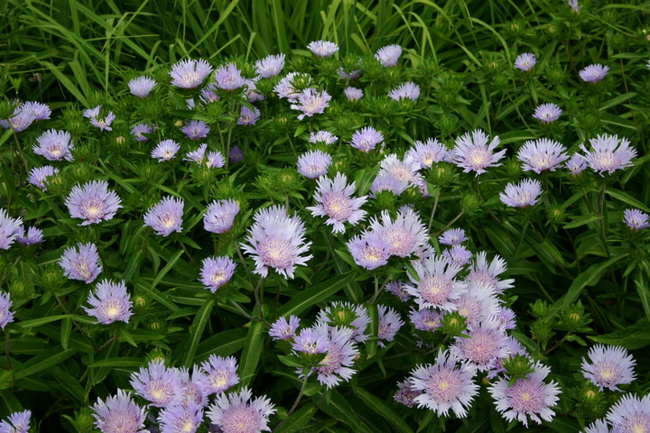 PurpleFlowers